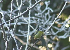 Blaumeise-Futtersuche.jpg